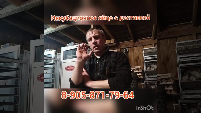 Инкубационное яйцо с доставкой. бройлер, индюк, утка, гусь, несушка, цесарка. смотреть онлайн