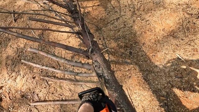 Распил Кипариса Аризонского на Бревна | Cutting Arizona Cypress Tree to Logs смотреть онлайн