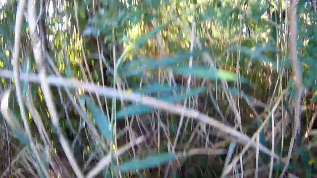 Открытие охоты на голубя 2018 смотреть онлайн