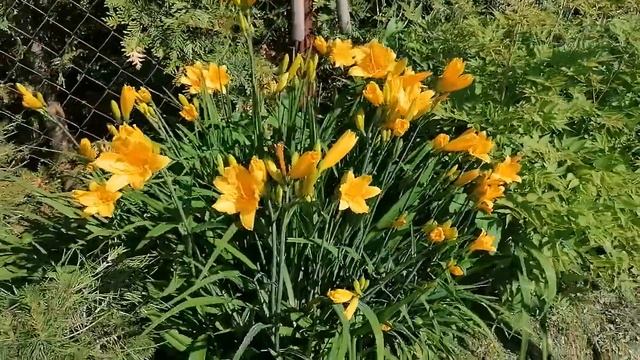 лилейник Миддендорфа Hemerocallis middendorfii видеопортрет растения июнь 2022 смотреть онлайн