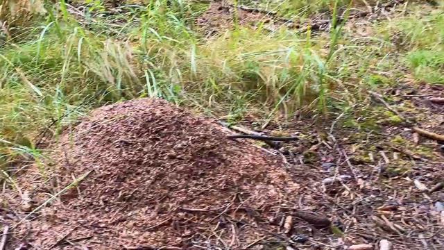 Pilze im August | 19.08.2022 | Absoluter Stillstand beim Pilzwachstum | Wo bleibt der Regen? смотреть онлайн