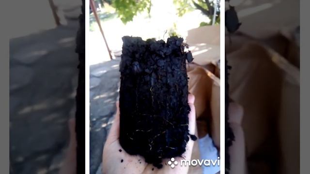 Ежевика.Малина.Осенние саженцы почтой смотреть онлайн