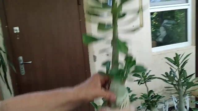 Выращивание адениумов. смотреть онлайн