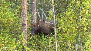 Охота на лося. На реву II.