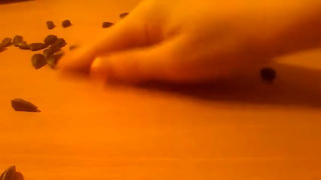 Магия семечки! смотреть онлайн