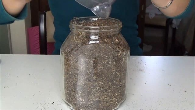 METTI LE BANANE nelle PIANTE e scopri cosa succede! ? Fertilizzante solo per ORCHIDEE? смотреть онлайн