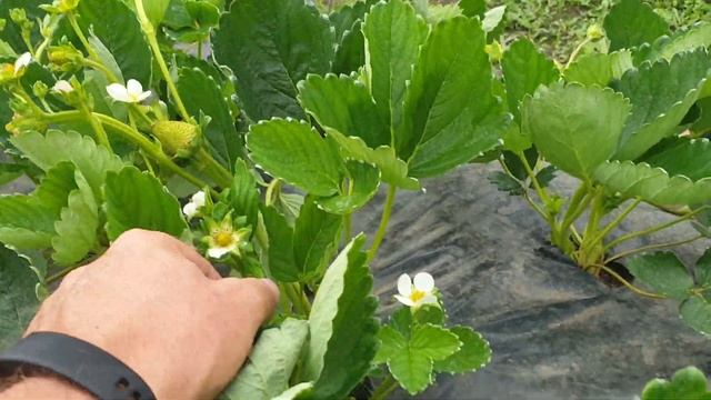 Цветение сортом НСД ФУРОР, БЬЮТИ, КАНТУС, МОНТЕРЕЙ, КАБРИЛЛО. смотреть онлайн