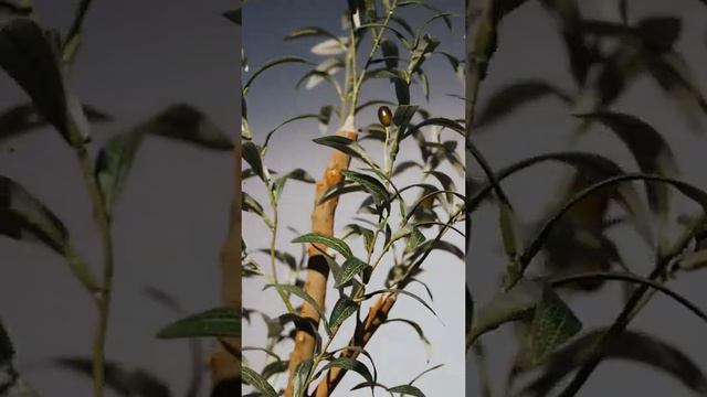 עץ זית צעיר עמיד לתנאי שמש - גינה ירוקה באפס מאמץ смотреть онлайн
