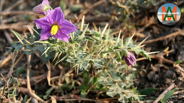 कंटकारी, solanum Virginianum, Native of india смотреть онлайн