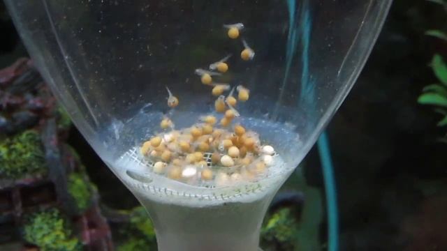 Lombardoi cichlid Eggs смотреть онлайн
