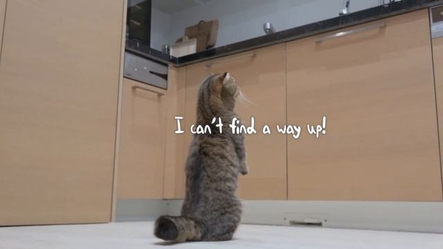 LuLu's Egg-cellent Adventure! | Kittisaurus Villains смотреть онлайн