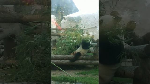 Как панда кушает бамбук ☺️ смотреть онлайн