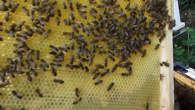 можно ли пчелам в августе ставить вощину на отстройку - часть 3 - прошло 14 дней смотреть онлайн