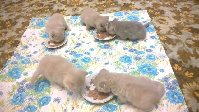 Шотландские котята смешно чавкают смотреть онлайн