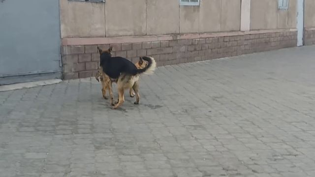 Собачья случка - бродячие собаки смотреть онлайн