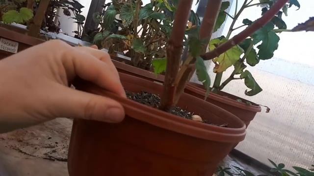 Бегонии поздней осенью. Какие уходят на покой, а какие на рост. смотреть онлайн