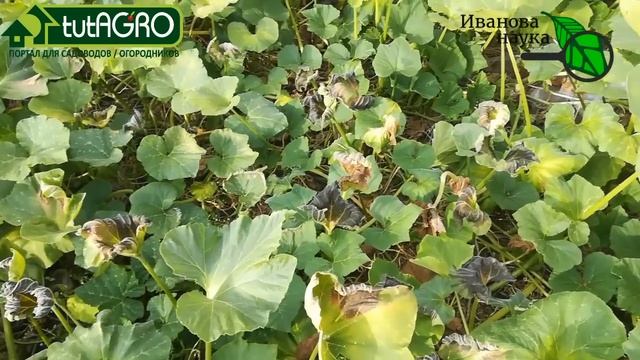 Такого раннего заморозка, да ещё на такую сушь, я не припомню. Тыквы, фасоль... А как у вас дела? смотреть онлайн