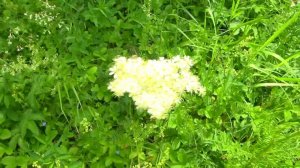 Проверка ловушек. Бобры.Пчеловодство.