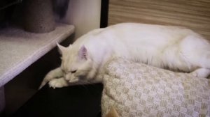 МЕЙН КУН. Характер, особенности ухода, отношение к детям, темперамент. Разговор с заводчиком.