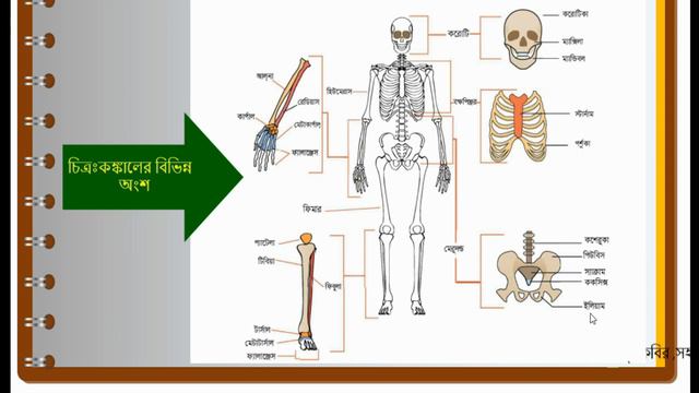 Class Ten, Biology, Unit Nine, Firmness and Locomotion (দৃঢ়তা প্রদান ও চলন) смотреть онлайн