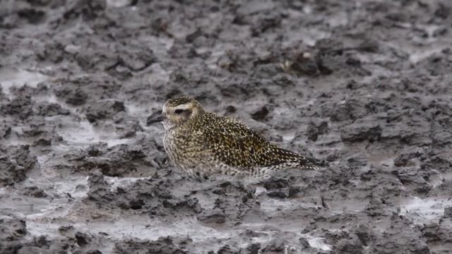 Золотистая ржанка - Pluvialis apricaria.mp4 смотреть онлайн
