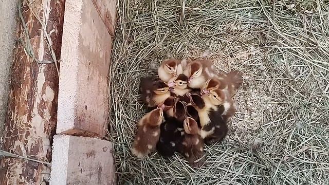 Индоутки. Мускусные утки. Суточные утята. Первая ночь позади смотреть онлайн