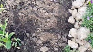 РАССАДУ ОБРИЕТЫ ВЫСАЖИВАЮ В ОТКРЫТЫЙ ГРУНТ. ВСЕ ТОНКОСТИ И НЮАНСЫ.