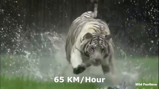 Black Jaguar VS White Tiger - White Tiger VS Black Panther Who Would Win