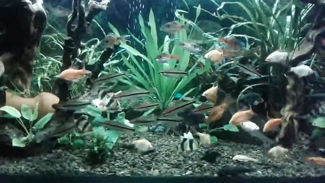 Мои барбусы. Аквариум 500л. смотреть онлайн