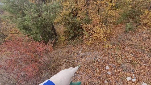 Посадка саженцев:Апельсина,Мандарина в открытый грунт.