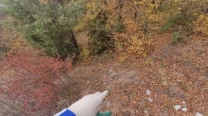 Посадка саженцев:Апельсина,Мандарина в открытый грунт.