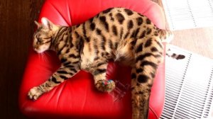 Бенгальский кот