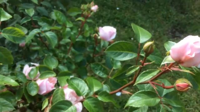 Rose 'Generous Gardner' de 'David Austin' смотреть онлайн