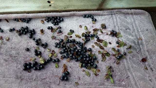 Как быстро перебрать чернику!?Обзор комбайнов для сбора ягод. смотреть онлайн