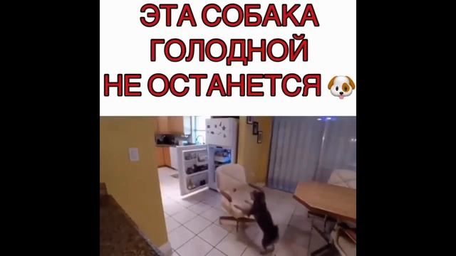 Смех не грех. Просто милашка. ( МИКСЕР. РЖАКА. ПРИКОЛЫ.). Животные. Смешные животные. 2021. смотреть онлайн