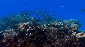 Подводный мир