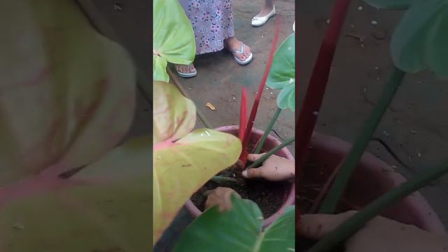 #philodendron How to Propagate Prince of Orange Successfully | Paano mgparami ng Philodendron смотреть онлайн