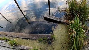 Осенняя щука на живца. Рыбалка в городе Сергиев Посад.