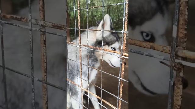 ЭТНОМИР, Калужская область. Весь мир за два дня путешествия ❤ смотреть онлайн