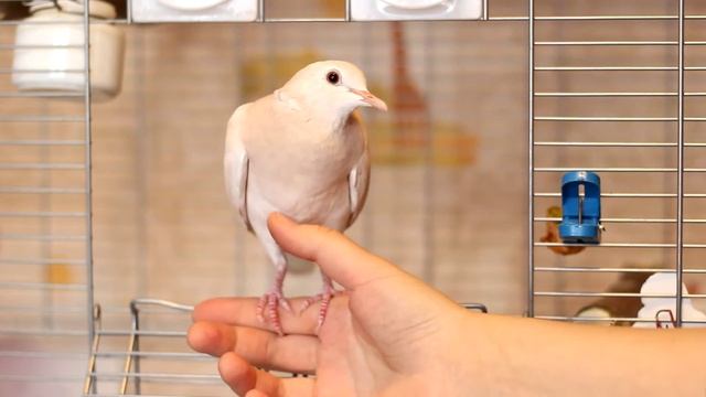 Young egyptian turtledove. Молодая смеющаяся горлица смотреть онлайн