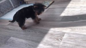 VLOG:ПЕРВАЯ ПРОГУЛКА ЩЕНКА ЙОРКА. Зефирчик гуляет. Йоркширский терьер