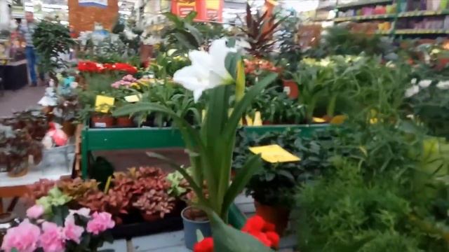 Цветы Комнатные Букеты Ассортимент Ашан смотреть онлайн