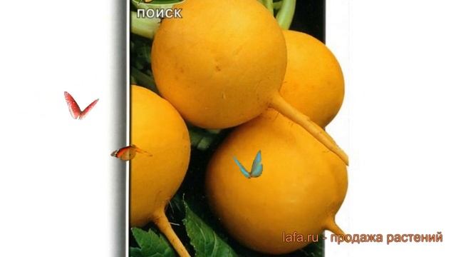 Репа обыкновенный Голден Болл (golden Boll) ? Голден Болл обзор: как сажать, семена репы Голден Бол