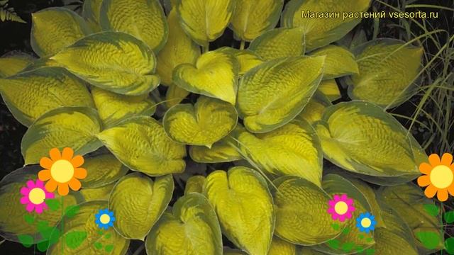 Хоста гибридная Иннисвуд. Краткий обзор, описание характеристик hosta hybrida Inniswood смотреть онлайн