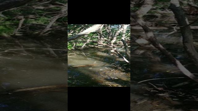 Пение птиц. смотреть онлайн