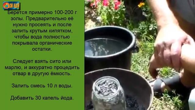 Подкормка золой [Зола для перца : отличное питание, надежная защита].