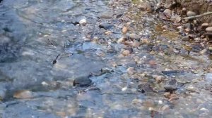 Весенние воды. Сергей Рахманинов.