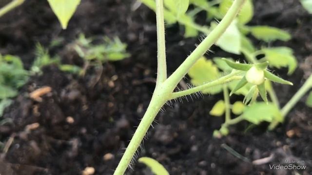 Томат Пуговка. Супер урожай! смотреть онлайн