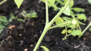 Томат Пуговка. Супер урожай!