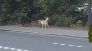 Собачья свадьба издалека.